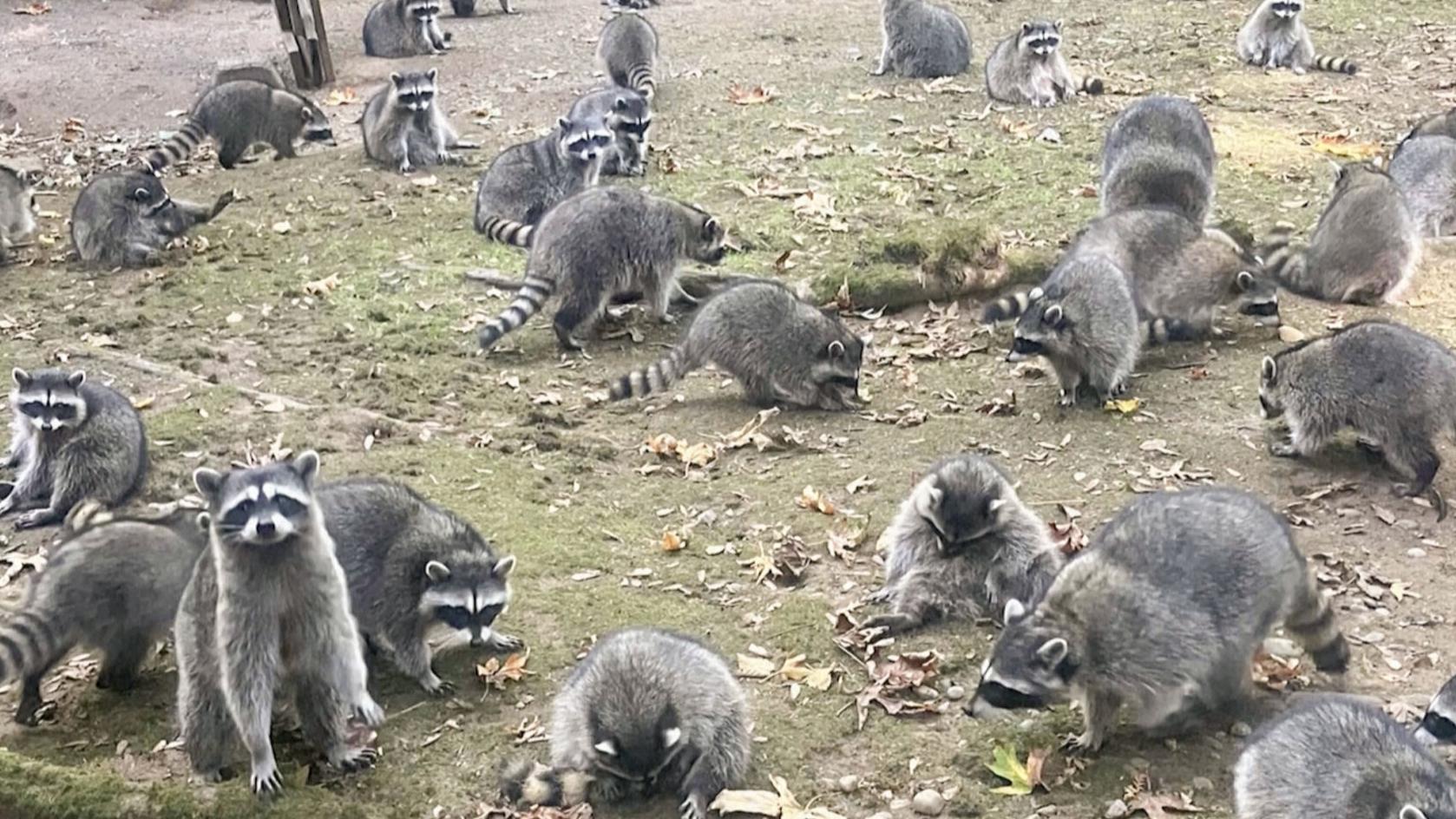 Washington state woman calls 911 after being hounded by up to 100 raccoons